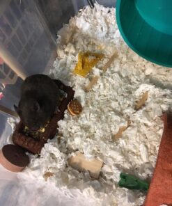 Kaytee Clean & Cozy White Small Animal Bedding 85 Liters 48 71CQrYDPo5L 1