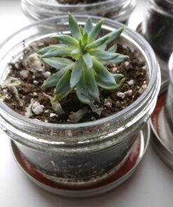 Kerr Wide Mouth Half-Pint Glass Mason Jars 8-Ounces with Lids and Bands 12-Count per Case (1-Case) 34 71CRgetYRFL