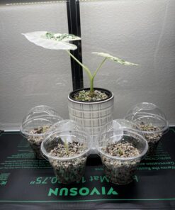 VIVOSUN 10"x 20.75" Seedling Heat Mat and Digital Thermostat Combo Set, UL & MET-Certified Warm Hydroponic Heating Pad for Germination, Indoor Gardening, Greenhouse 10"x20.75" 37 71CRjV3MgsL