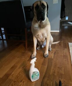 BUBBAS Super Strength Enzyme Cleaner - Pet Odor Eliminator - Carpet Stain Remover - Remove Dog & Cat Urine Odor from Mattress, Sofa, Rug, Laundry, Hardwood Floors and more. Puppy Training Supplies 32 Fl Oz (Pack of 1) 32 71CSul5DKPL 1
