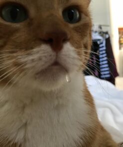 SHEBA PERFECT PORTIONS Paté Adult Wet Cat Food Trays (24 Count, 48 Servings), Savory Chicken and Roasted Turkey Entrée, Easy Peel Twin-Pack Trays 1.32 Ounce (Pack of 24) 41 71CTSTv1xEL