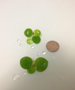 Alternative view of 12 Amazon Frogbit (Limnobium Laevigatum), Live Aquarium/Aquatic Floating Plant by G&Z