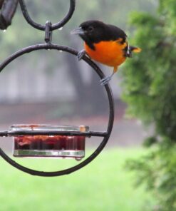 Mosaic Birds Hummble Basic Bird Feeder, M045-200, 3.4 Ounce Capacity, Clear, 1 Piece 45 71CVWkL1b1L