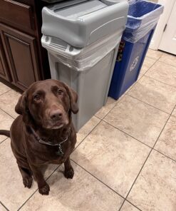 Rubbermaid Commercial Products Slim Jim Plastic Rectangular Trash/Garbage Can with Venting Channels, 23 Gallon, Gray (FG354060GRAY) 1 21 71CVtmjfXoL