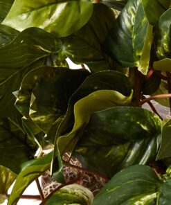 Nearly Natural 15in. Pothos Ledge Plant (Set on Foam) Silk Plant,Green 32 71CXwLwhdCL