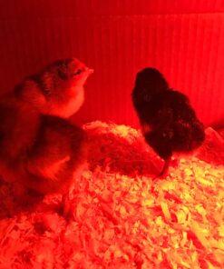 HatchMate™ Egg Incubator with Automatic Egg Turning and Humidity. Small & Portable for Hatching 9-12 Eggs. Hatch Chickens Quail Duck Turkey Parakeet & More Tabletop Incubator for Home or School Classroom 34 71CYETG7z0L