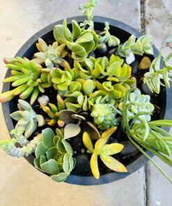 FATPLANTS 10 Living Succulent Cuttings 63 71CZugR61yL