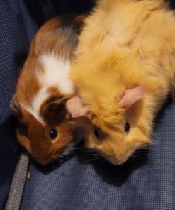 Kaytee All Natural Timothy Hay for Guinea Pigs, Rabbits & Other Small Animals, 6 Pound 6 Pound (Pack of 1) 38 71CaCXmPVKL 3