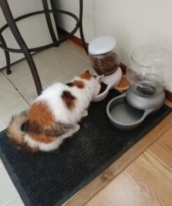 Petmate Replendish Automatic Gravity Waterer for Cats and Dogs, BPA-Free, No Batteries Required, Includes Charcoal Filter, 1 Gallon, Made in USA Silver 1 GAL 59 71CbZTvxr4L