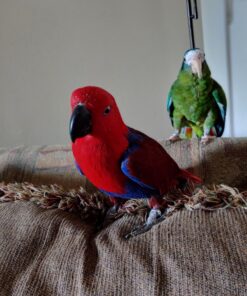 Kaytee Forti-Diet Pro Health Cockatiel Pet Bird Food, 5 Pound 5 Pound (Pack of 1) 40 71Cbk4F 23L