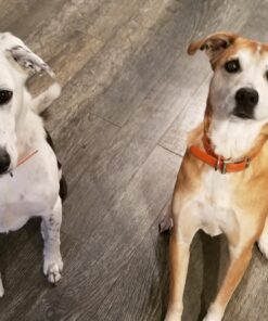 Milk-Bone MaroSnacks Large Dog Treats With Bone Marrow, 58 Ounces Beef 58 Ounce (Pack of 1) 26 71CcPO EhSL