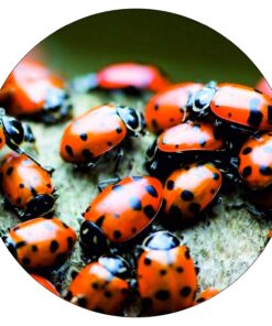 Bazos 1500 Live Ladybugs - Good Bugs - Ladybugs - Ladybugs for Garden - Guaranteed Live Delivery (1500) 15 71CdCbhgnEL