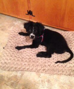 MidWest Homes for Pets Deluxe Dog Beds | Super Plush Dog & Cat Beds Ideal for Dog Crates | Machine Wash & Dryer Friendly, 1-Year Warranty Mocha 36-Inch 30 71CdmVZHIML