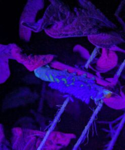 Escolite UV Flashlight Black Light, 51 LED 395 nM Ultraviolet Blacklight Detector for Dog Urine, Pet Stains and Bed Bug 51 UV LED Flashlight 35 71CfEdHYOxL