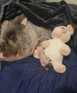 Alternative view of Aurora® Snuggly Sweet & Softer™ Percy Pig™ Stuffed Animal - Comforting Companion - Imaginative Play - Pink 12 Inches