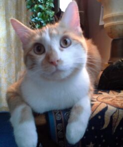 FELINE GREENIES SMARTBITES Skin & Fur Crunchy and Soft Natural Cat Treats, Chicken Flavor, 2.1 oz. Pack 2.1 Ounce (Pack of 1) 43 71CgdZCpQL 2