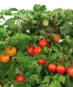 AeroGarden Red Heirloom Cherry Tomato Seed Pod Kit for AeroGarden Hydroponic Indoor Garden, 6-Pod 29 71ChjPkFmxL 1