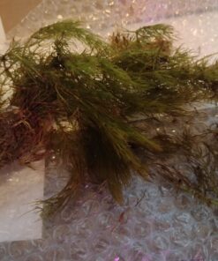 Microsorum Java Fern and Hornwort | Easy Low Light Aquarium Plants 35 71CjQ7WmEZL