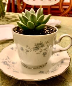 Succulents Plants Live (20PK) Potted Succulent Plants Live House Plants, Cactus Plants Live Plants Indoor Plants Live Houseplants, Indoor Plant Succulents Live Plant House Plant by Plants for Pets 20-PACK 54 71CjmRqzgeL