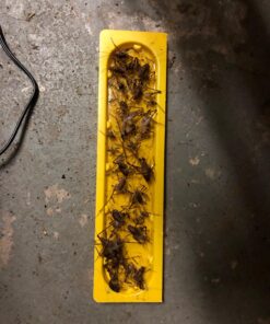 EATON J T 844 4PK Crick/Spid GlueTrap 27 71Cjwjjqf4L