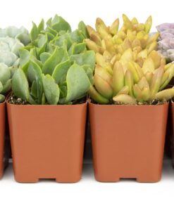 Succulents Plants Live (20PK) Potted Succulent Plants Live House Plants, Cactus Plants Live Plants Indoor Plants Live Houseplants, Indoor Plant Succulents Live Plant House Plant by Plants for Pets 20-PACK 36 71ClQBy7XgL