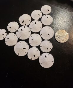 Tumbler Home Sand Dollars 50pcs - Under 1" Inch - Small Natural White Sand Dollar - Sea Shell for Crafts - Wedding Shells - Bulk Sand Dollars 31 71CneaV9CL