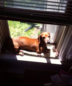 Natural Balance Ultra Premium Wet Dog Food, Beef Formula with Potatoes, Carrots & Brown Rice, 13 Ounce Can (Pack of 12) 29 71CrqJjiOTL 5