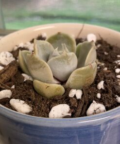 Miracle-Gro Cactus, Palm & Citrus Soil - For Containers , Added Fertilizer Feeds for 6 Months, 8 qt. Potting Mix 40 71CuhAoY37L