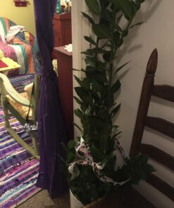 Vegetable Glycerin - Half Gallon (64oz)- All Natural, USP Grade - Premium Quality Liquid Glycerin, Excellent Emollient Qualities, Amazing Skin and Hair Benefits, DIY Beauty Products. 21 71CuiRSYjRL