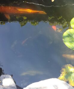 Summit Clear-Water Barley Straw Pond Treatment, 2-Pack, Treats upto 2000 Gallons, 1000 Gallons per Bale Treats 2000 Gallons 27 71Cwlzr2ByL