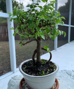 Brussel's Live Chinese Elm Outdoor Bonsai Tree - 5 Years Old; 6" to 8" Tall with Decorative Container Small CERAMIC POT 50 71CxDmOXDAL