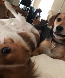 Best Bully Sticks All Natural Premium 12 Inch Jumbo Bully Sticks for Large Dogs - USA Baked & Packed - 100% Grass-Fed Beef - Single-Ingredient Grain & Rawhide Free Dog Chews - 8 Pack 12" Natural Scent 8 Count (Pack of 1) 36 71CxEIOeEBL 3