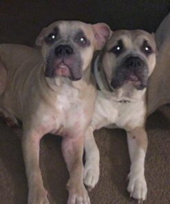 Eukanuba Adult Large Breed Dry Dog Food, 30 lb 30 Pound (Pack of 1) 35 71Cyr6afKXL