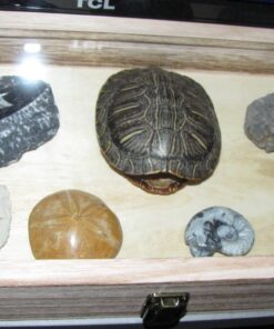 MOOCA Jewelry Display Case with Tempered Glass Lid and Metal Clasp, Home Organization Storage Box, 15 W x 8 1/2 D x 2 H in, Oak Color 17 71Cz6qH4rVL