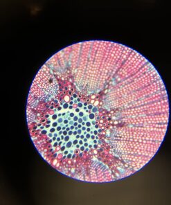 SWIFT SW350T 40X-2500X Magnification, Siedentopf Head, Research-Grade Trinocular Compound Lab Microscope with Wide-Field 10X and 25X Eyepieces, Mechanical Stage, Abbe Condenser, Camera-Compatible 45 71D pAdNM3L