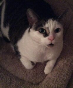 Purina Fancy Feast Dry Cat Food Filet Mignon Flavor with Seafood and Shrimp - 7 lb. Bag Filet Mignon, Seafood & Shrimp 7.00 Pound (Pack of 1) 36 71D15zPW9LL