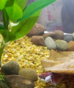 SunGrow Betta Leaves, 8”, 10 Pcs Beneficial Large Catappa Indian Almond Leaves for Overall Development in Fish Tank Aquarium, Water Conditioner Leaves Lower pH Large (8", 10 pack) 48 71D1LBIwWJL