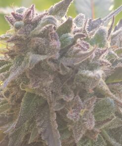 Humboldts Secret Flower Stacker – Best Flowering Formula for Bigger Harvests - Flowering Plant Food - Nutrient System for Potting Soil for Indoor Plants & Outdoor Plants - 1 Quart 32 Ounce 42 71D56ThON2L