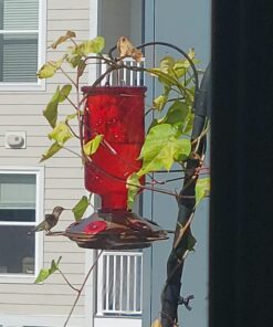 BOLITE Hummingbird Feeder, 18005 Glass Hummingbird Feeders for Outdoors Hanging, 5 Feeding Stations, 22 Ounces, Red Bottle, Xmas Gifts for Bird Lovers Red Elixir Bottle 47 71D5AhXvoZL