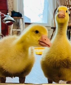 HatchMate™ Egg Incubator with Automatic Egg Turning and Humidity. Small & Portable for Hatching 9-12 Eggs. Hatch Chickens Quail Duck Turkey Parakeet & More Tabletop Incubator for Home or School Classroom 42 71D5ZnbbwHL