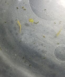 Ramshorn Snails, Algae Eater, Live Snails for Freshwater Aquariums - 1/8 to 1/2 inch (10 Snails) 10 Snails 12 71D9ZoGLI0L