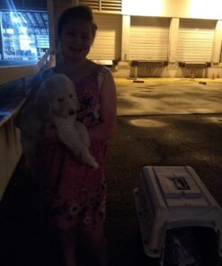 Petmate Ruffmaxx Dog Kennel Pet Carrier & Crate 28" (20-30 Lb), Outdoor and Indoor for Large, Medium, and Small Dogs - Made from Durable Recycled Material w/ 360-Degree Ventilation, Made in USA Almond & Green 28.0"L x 21.5"W x 20.5"H 18 71DAannmS3L