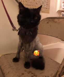 Maxshop Dog Grooming Kit, Low Noise Rechargeable Dogs Shaver Clippers Electric Quiet Dog Hair Trimmer for Dogs and Cats with Comb Guides Scissors Nail Kits (Gold Black) Gold Black 61 71DG2NvRS9L