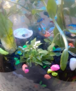 Staurogyne Repens Tissue Cultured - Foreground Aquarium Plant 57 71DHEpkcGWL