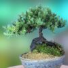 A 5+ Year Old Juniper Bonsai Tree in Japanese Setku Bowl 26 71DHjdU 99L