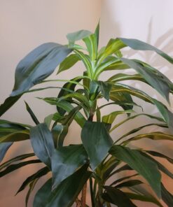 Nearly Natural 6596 6ft. Dracaena Silk Plant (Real Touch),Green 34 71DLvtuNUUL