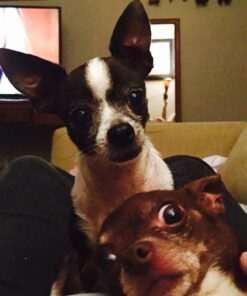 POINTPET Glucosamine for Dogs - Hip & Joint Supplement - Dog Mobility Soft Chews with Chondroitin & MSM - Dog Supplement with Omega 3, Vitamin C & E for Hips and Joints 120cnt 120 Soft Chews 35 71DM3 OIzsL