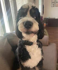 Dog Bark Collar, DINJOO Bark Collar for Large Medium Small Dogs,Smart Bark Collar,Rechargeable Anti Barking Training Collar with 8 Adjustable Sensitivity,Bark Shock Collar with Beep 30 71DMJ4DrBkL