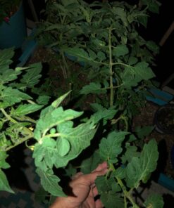 English "Vera" Lavender Seeds for Planting, 1000+ Seeds Per Packet, (Isla's Garden Seeds), Non GMO & Heirloom Seeds, Botanical Name: Lavandula angustifolia, Great Herb Garden Gift 25 71DQ2VOtwQL