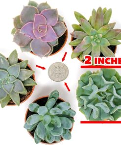 Succulents Plants Live (20PK) Potted Succulent Plants Live House Plants, Cactus Plants Live Plants Indoor Plants Live Houseplants, Indoor Plant Succulents Live Plant House Plant by Plants for Pets 20-PACK 37 71DSSbAxiAL